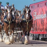 Budweiser Clydesdales