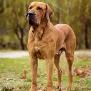 Fila Brasileiro Dog