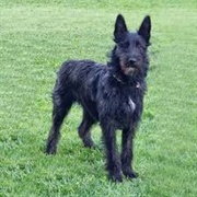 Bouvier Des Ardennes