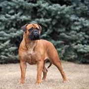 Bullmastiff