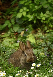 How to Slaughter (Shaelin Bishop)