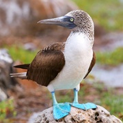 Archipiélago De Colón (Galápagos) Biosphere Reserve, Ecuador
