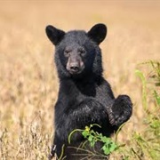 Black Bear