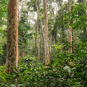 Yangambi Biosphere Reserve, Democratic Republic of Congo