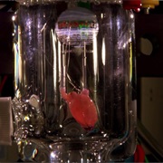 S8.E2: Can We Cheat Death?