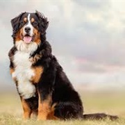 Bernese Mountain Dog
