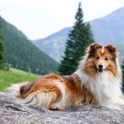 Shetland Sheepdog