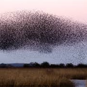 Live in Large Flocks