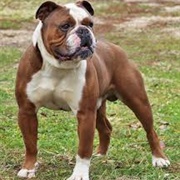 Olde English Bulldogge