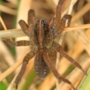 Wetland Giant Wolf Spider