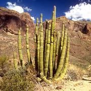 Sonoran Desert (Organ Pipe Cactus) Biosphere Reserve, Arizona, USA