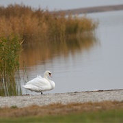 Lake Fertő Biosphere Reserve, Hungary