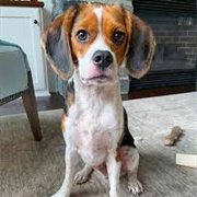 Beaglier