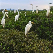 Shankou Mangrove, Guangxi, China