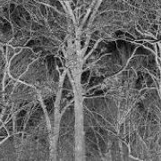 Pile - Sunshine and Balance Beams