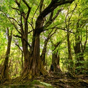 MacChabée Bel Ombre Biosphere Reserve, Mauritius