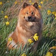 Eurasier Dog