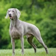 Weimaraner