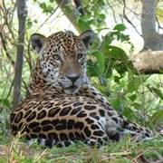 El Chaco Biosphere Reserve, Paraguay