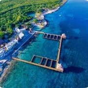 Dolphin Discovery Cozumel