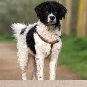 Wetterhoun Dog