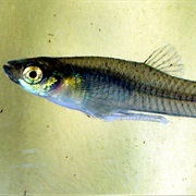 Gambusia