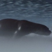 1. to the Ends of the Earth