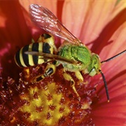 Brown Winged Striped Sweat Bee