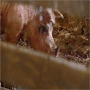 Criminal Minds: "To Hell... (S4,E25)