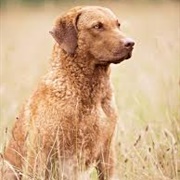 Chesapeake Bay Retriever