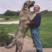 Wolf*Hound