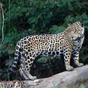 Chamela Cuixmala Biosphere Reserve, Jalisco, Mexico
