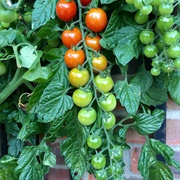 Gradient of Tomatoes