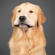 A Golden Named Kevin