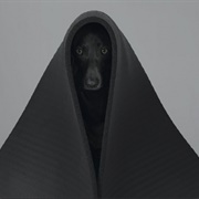 Ray (William Wegman)