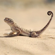 Repetek Biosphere State Reserve, Turkmenistan