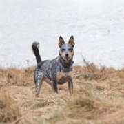 Texas Heeler Dog