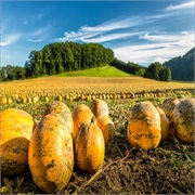 Kernölproduktion in Der Südsteiermark