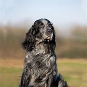 Blue Picardy Spaniel