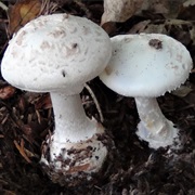 White Caps