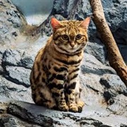 Black-Footed Cat