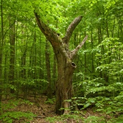 Uzunbodzhak Biosphere Reserve, Bulgaria