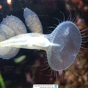 Lion's Mane Nudibranch