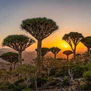 Socotra Island