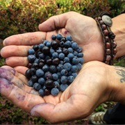 Fruit Picking in Washington State