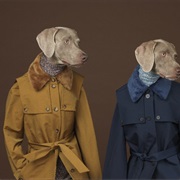 William Wegman's Weimaraners