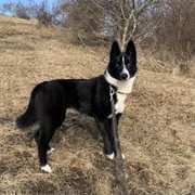 Karelian Bear Dog