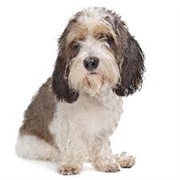 Grand Basset Griffon Vendéen