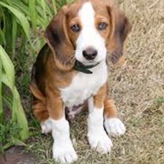 Deutsche Bracke Dog