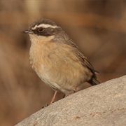 Accentor